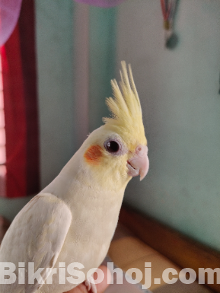 Cokatail Male Tame